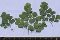 Premium [ JOEFIX125 ] grote groene blaadjes