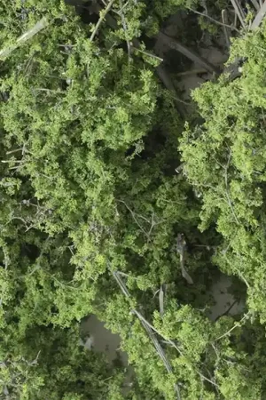 Actieprijs [ WOODLANDF1131 ] Woodland fine-leaf foliage medium green