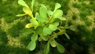 ‘NAM BUSH XII Merkproduct