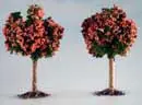 APPELBOMEN 10 CM Populair