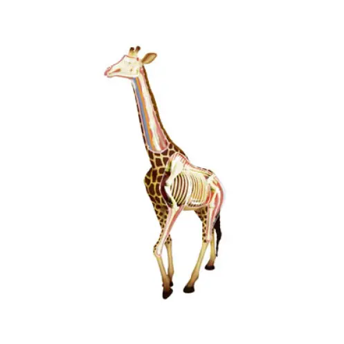 Dagaanbieding Revell 02094 - Giraffe Anatomy Model